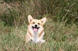 CORGI PEMBROKE 274